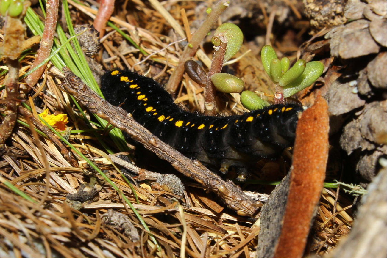 Bruco da determinare  Parnassius sp.